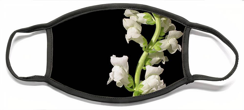 Snapdragon Face Mask featuring the photograph White Snapdragons on Black Botanical / Nature / Floral Photograph by PIPA Fine Art - Simply Solid