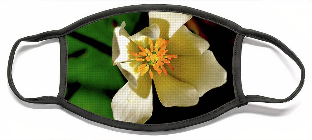 Macro Photography Face Mask featuring the photograph Bloodroot White Flower by Meta Gatschenberger