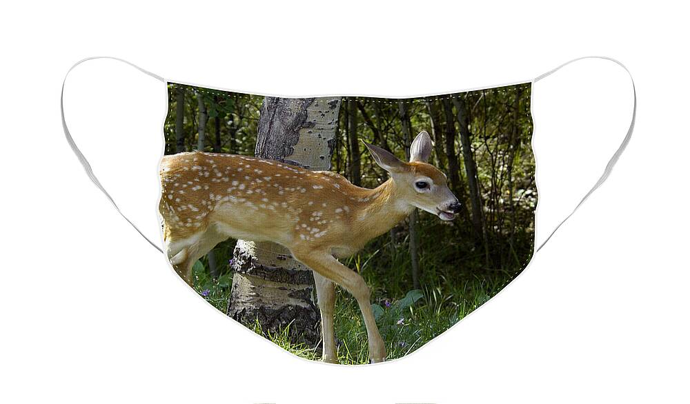 Fawn Face Mask featuring the photograph Whitetail Fawn by Gary Beeler