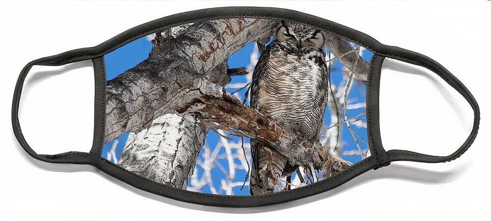 Great Horned Owl Face Mask featuring the photograph Whooo Are You? by Mindy Musick King