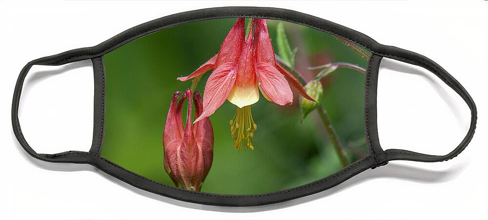 Nature Face Mask featuring the photograph Wild Columbine Aquilegia canadensis DSPF0358 by Gerry Gantt