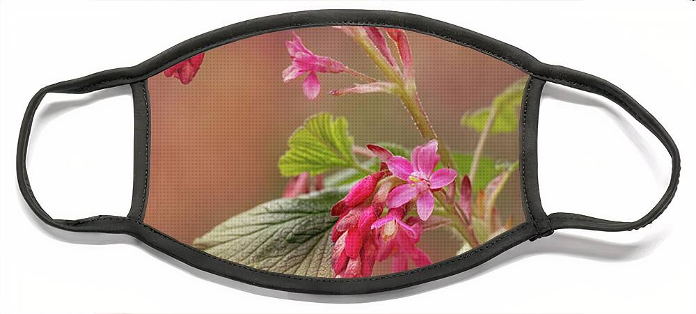 Flower Face Mask featuring the photograph Wild Currant Blossom by Mary Jo Allen