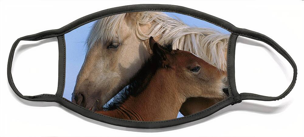 00340033 Face Mask featuring the photograph Wild Mustang Filly and Foal by Yva Momatiuk and John Eastcott