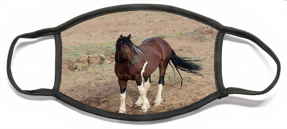 Mustang. Wild Face Mask featuring the photograph Wild Mustang by Ronnie And Frances Howard