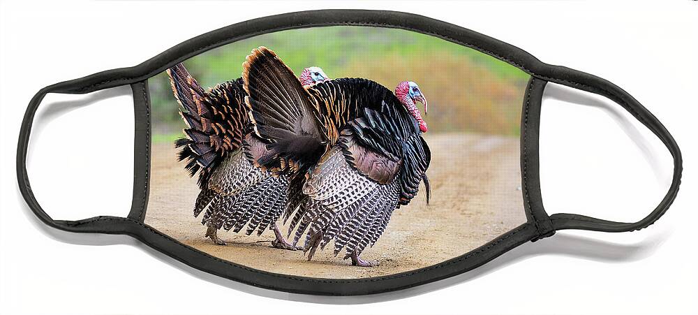 Turkeys Face Mask featuring the photograph Wild Turkeys by Mimi Ditchie