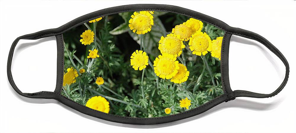 Yellow Flowers Face Mask featuring the photograph Wildflower Tansy by Ee Photography