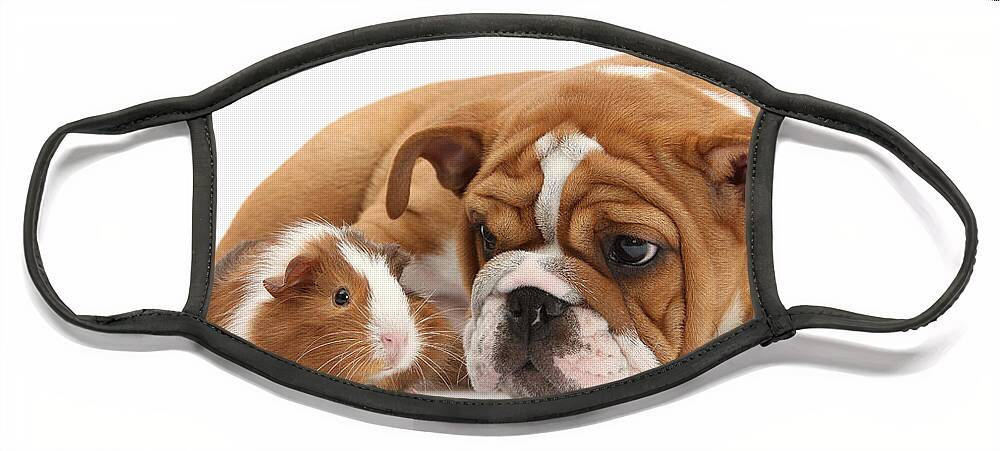 Guinea Pig Face Mask featuring the photograph Will you be my Friend? by Warren Photographic