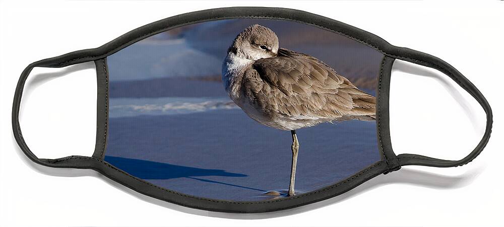 Willet Resting At The Beach Face Mask featuring the photograph Willet Resting at the Beach by Debra Martz