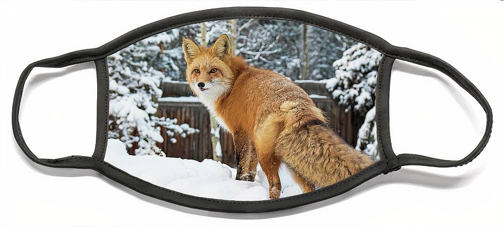Winter Face Mask featuring the photograph Winter Fox on Woodpile by Mindy Musick King