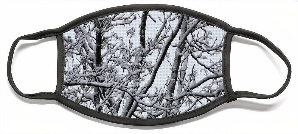 Ice Face Mask featuring the photograph Winter Sky through Snow Branches by Vic Ritchey