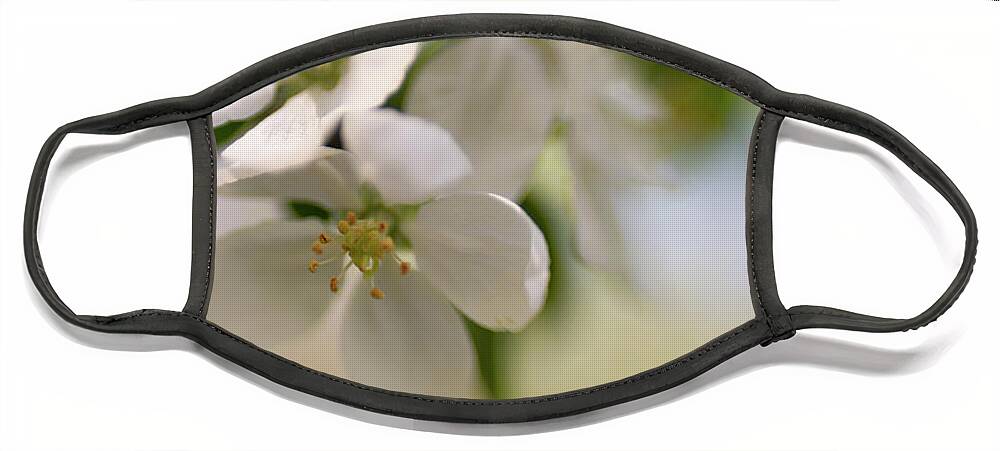 Blossom Face Mask featuring the photograph Winter White and Spring Green by Pamela Taylor