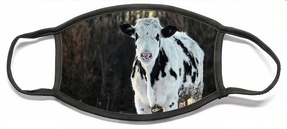 Dairy Face Mask featuring the photograph Wisconsin Dairy Cow by Ms Judi