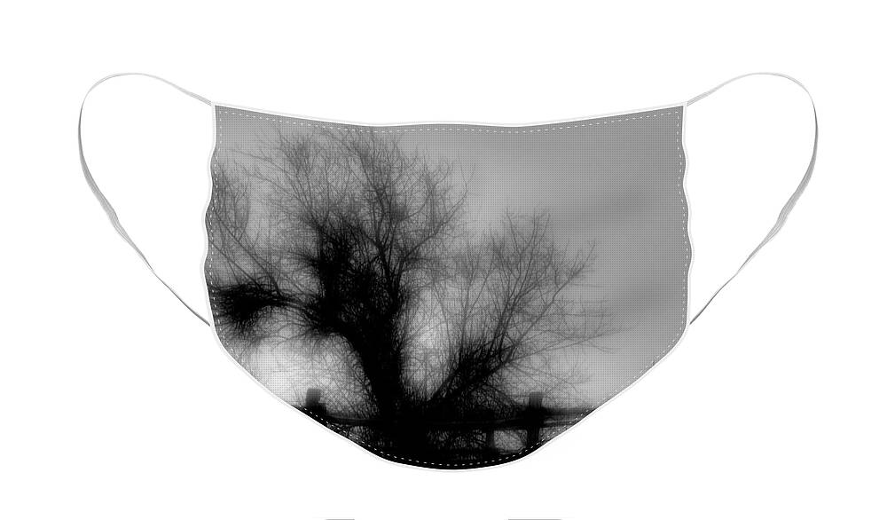 Tree Face Mask featuring the photograph Witching Tree #1 by Mimulux Patricia No