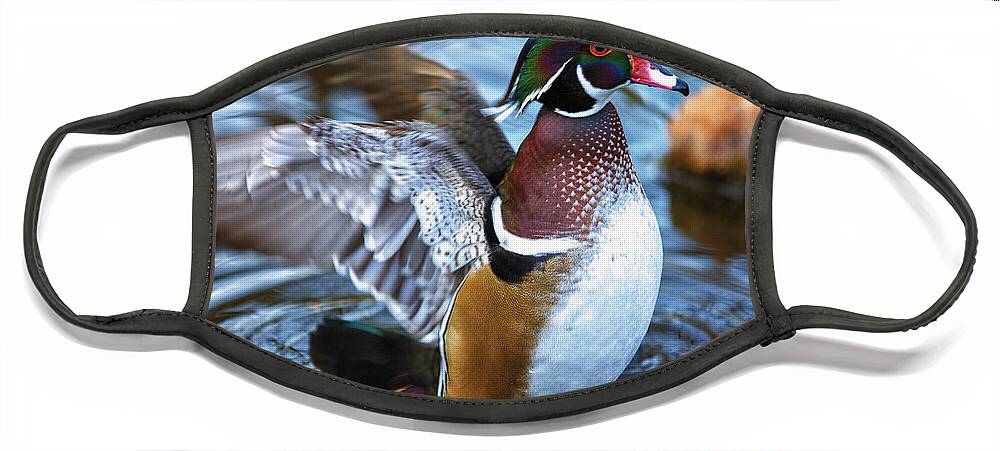 Wildlife Face Mask featuring the photograph Wood Duck Flap by Bill and Linda Tiepelman