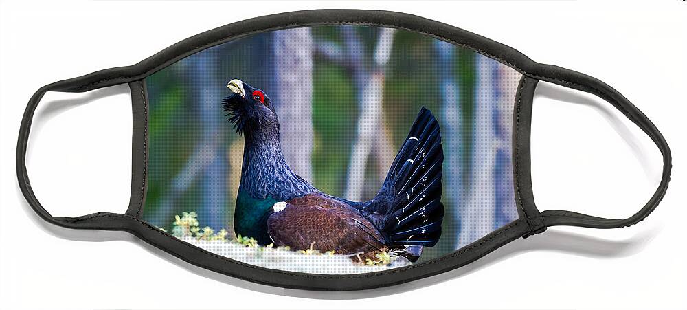 Wood Grouse Ws Face Mask featuring the photograph Wood grouse WS by Torbjorn Swenelius