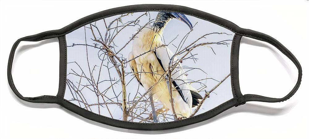 Florida Face Mask featuring the photograph Wood Stork sitting in a tree by Framing Places