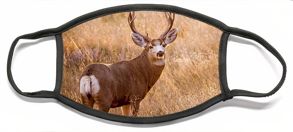 Animals Face Mask featuring the photograph Wyoming Mulie by Rikk Flohr