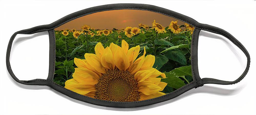 Sunflowers Face Mask featuring the photograph Yellow by Aaron J Groen