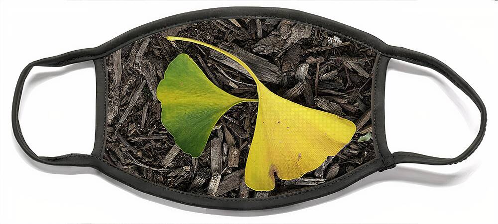 Ginkgo Leaves Divided Face Mask featuring the photograph Yellow and Green Gingko by Sharon Popek