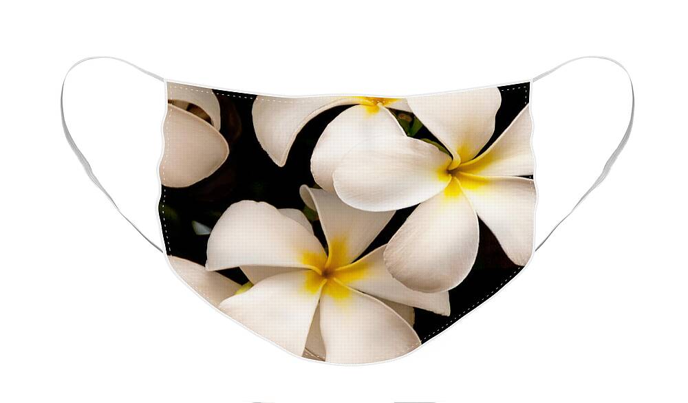 Yellow And White Plumeria Flower Frangipani Face Mask featuring the photograph Yellow and White Plumeria by Brian Harig