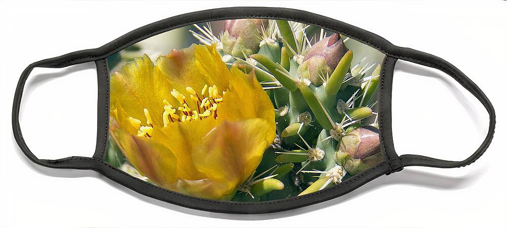 Staghorn Cholla Face Mask featuring the photograph Yellow Cholla Flower by Kelly Holm