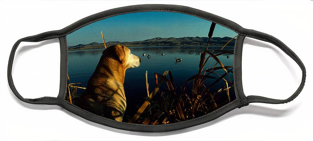 Photography Face Mask featuring the photograph Yellow Labrador Retriever by Panoramic Images