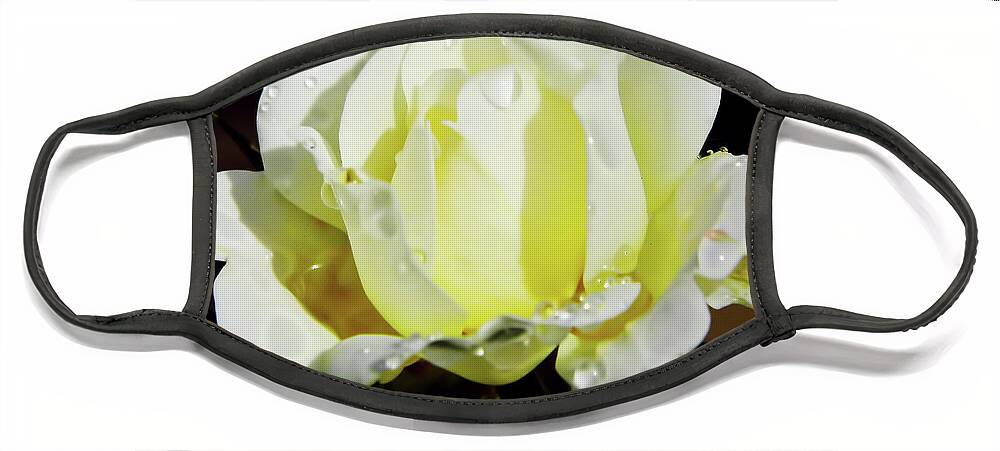 Roses Face Mask featuring the photograph Yellow Rose Dew Drops by D Hackett