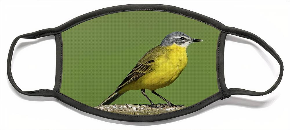 Yellow Wagtail Face Mask featuring the photograph Yellow Wagtail perching on the roundpole a close-up by Torbjorn Swenelius