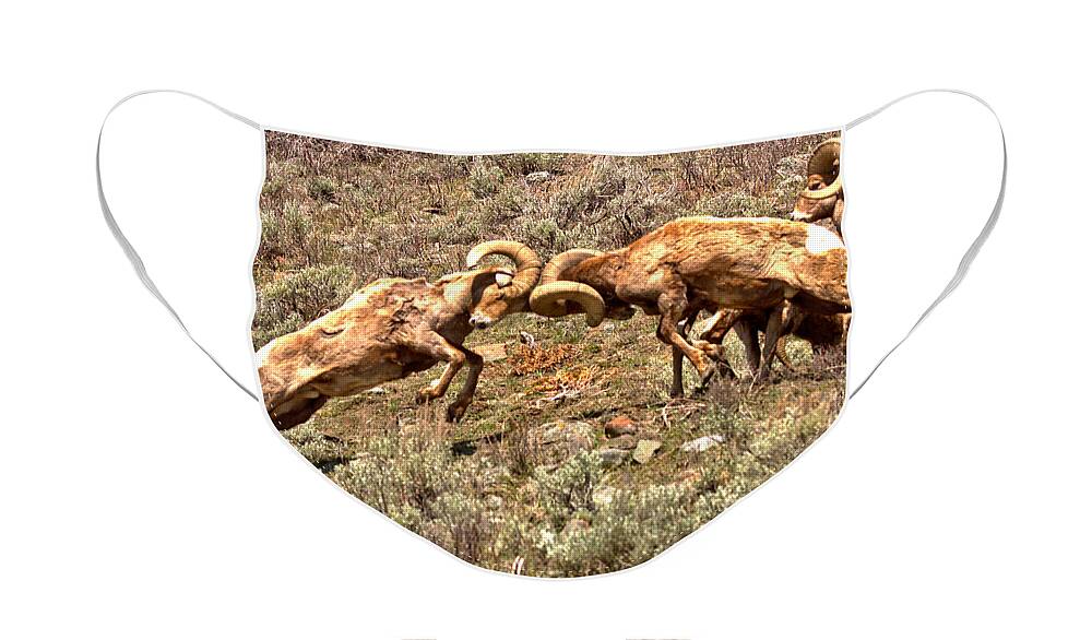 Bighorn Face Mask featuring the photograph Yellowstone Bighorn Battle by Adam Jewell