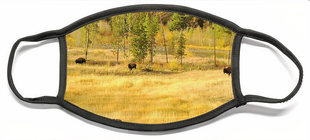 Yellowstone National Park Face Mask featuring the photograph Yellowstone Bison by Merle Grenz
