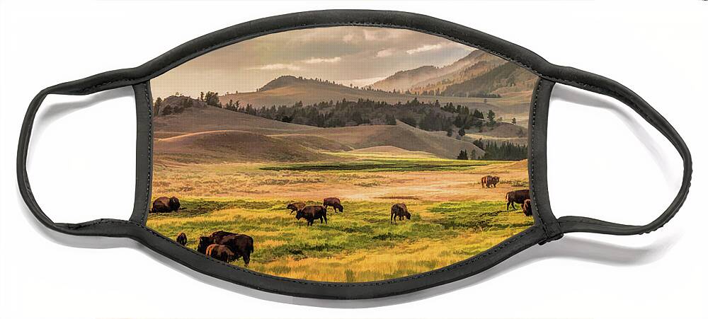 Yellowstone Face Mask featuring the painting Yellowstone National Park Lamar Valley Bison Grazing by Christopher Arndt