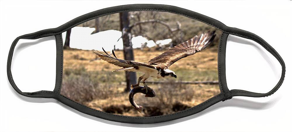 Osprey Face Mask featuring the photograph Yellowstone Osprey Feast by Adam Jewell