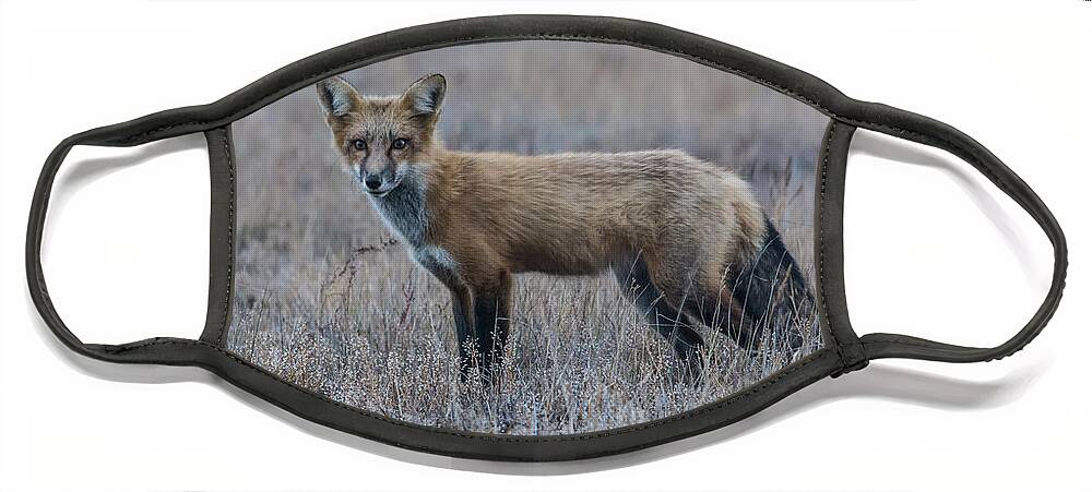 Fox Face Mask featuring the photograph You Talkin' to Me? by John Greco