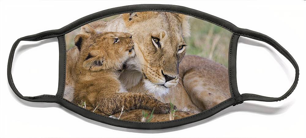00761787 Face Mask featuring the photograph Young Lion Cub Nuzzling Mom by Suzi Eszterhas
