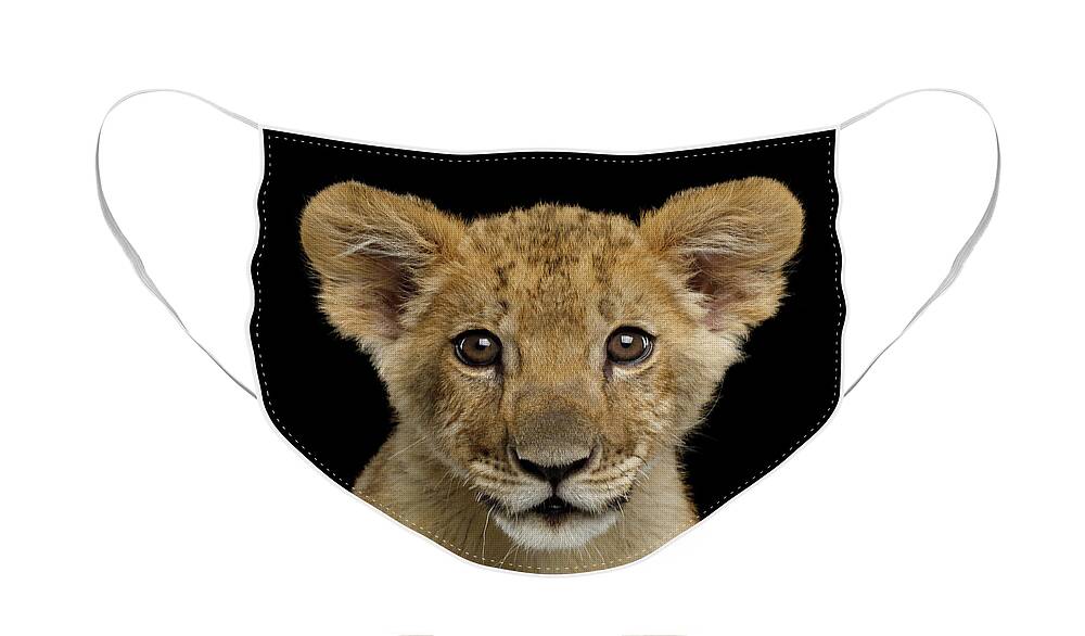 Young Face Mask featuring the photograph Young Lion by Sergey Taran