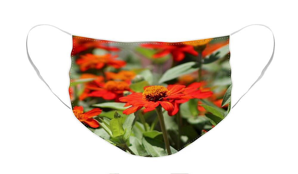 Pumpkin Orange Face Mask featuring the photograph Zinnias in Autumn Colors by Colleen Cornelius