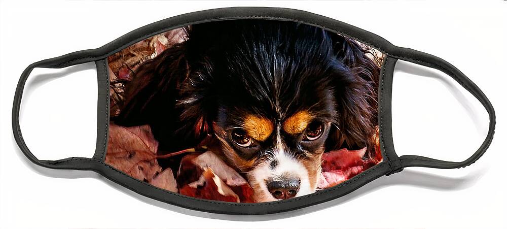 Tri Colored Cavalier King Chalres Spaniel Face Mask featuring the photograph Zoey - Look Into My Eyes by Gwen Gibson