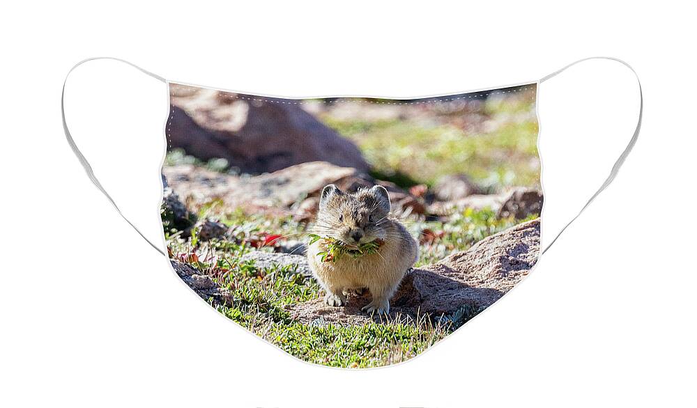 Pika Face Mask featuring the photograph American Pika with a Mouthful #1 by Tony Hake