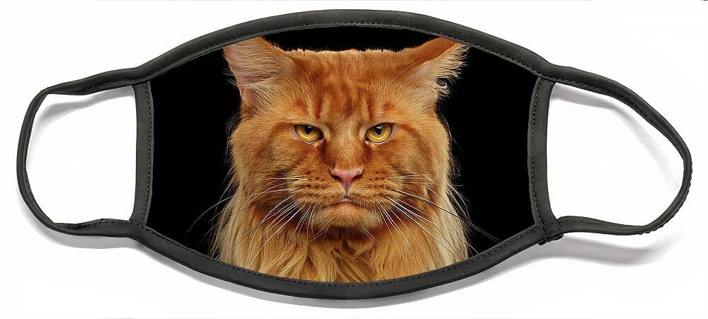 Angry Ginger Maine Coon Cat Gazing on Black background Face Mask