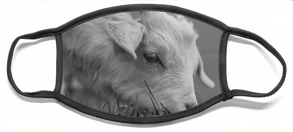 Goat Face Mask featuring the photograph Baby Goat #1 by Eva Lechner