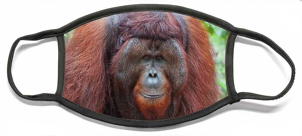 Suzi Eszterhas Face Mask featuring the photograph Dominant Male Orangutan #1 by Suzi Eszterhas