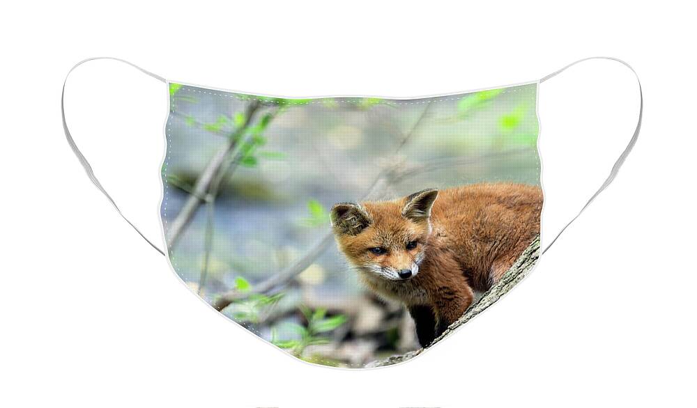 Fox Cub Face Mask featuring the photograph Fox cub exploring #1 by Sam Rino