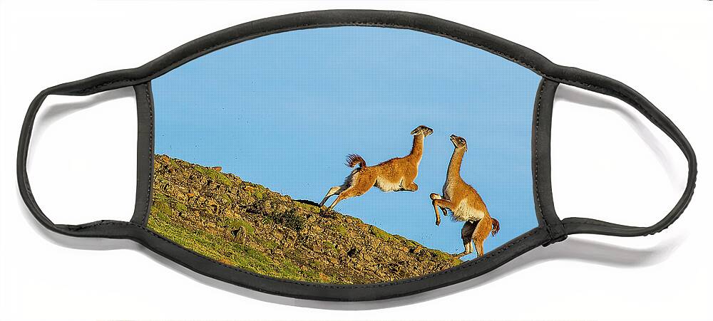 Sebastian Kennerknecht Face Mask featuring the photograph Guanaco Males Fighting In Patagonia #1 by Sebastian Kennerknecht