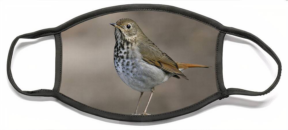 American Bird Face Mask featuring the photograph Hermit Thrush #1 by James Zipp