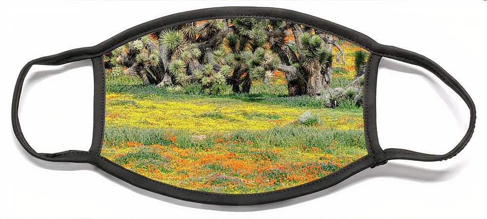 Jeff Foott Face Mask featuring the photograph Poppies And Joshua Tree #1 by Jeff Foott