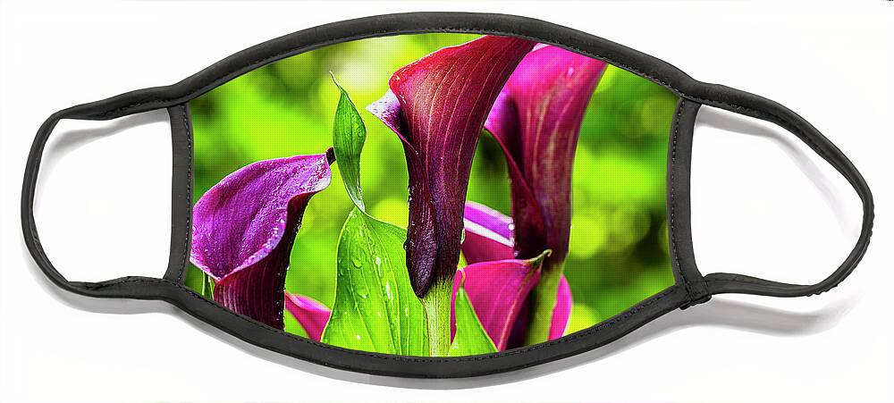 Araceae Face Mask featuring the photograph Purple Calla Lily Flower by Raul Rodriguez