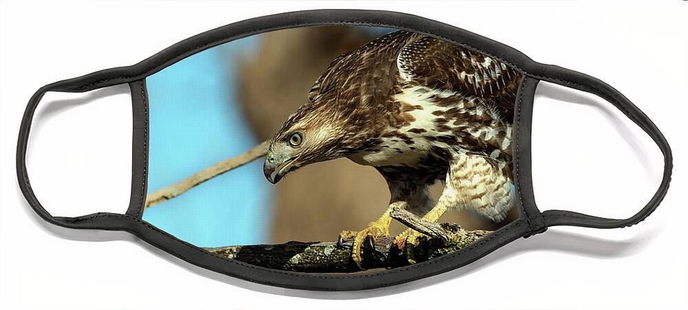 Hawk Face Mask featuring the photograph Red Tailed Hawk perched #1 by Sam Rino