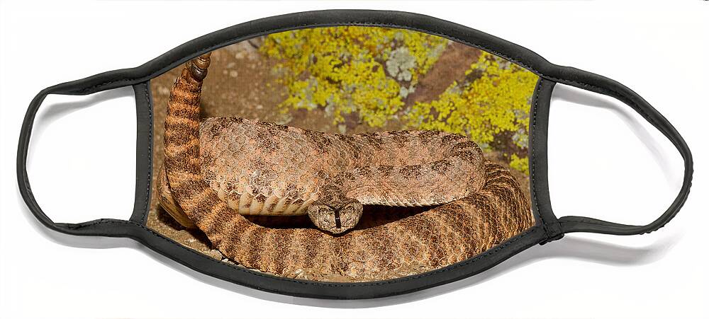 Animal Face Mask featuring the photograph Tiger Rattlesnake #1 by James Zipp