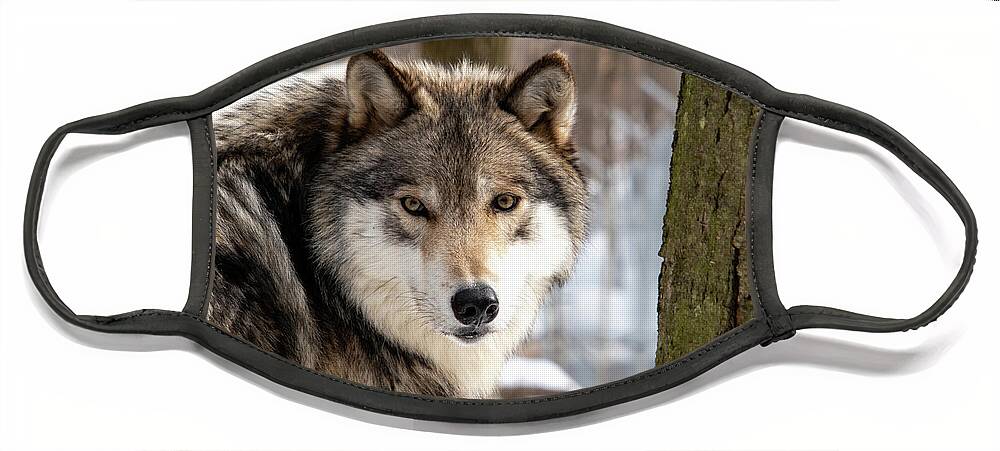 Timber Wolf Face Mask featuring the photograph Timber Wolf Stare #2 by Rose Guinther