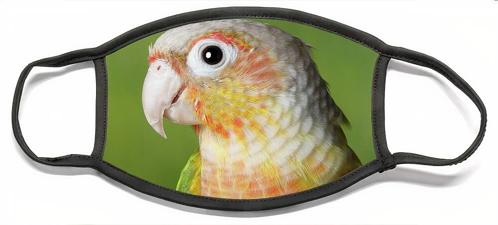 Animal Companion Face Mask featuring the photograph Green-cheeked Conure #2 by David Kenny